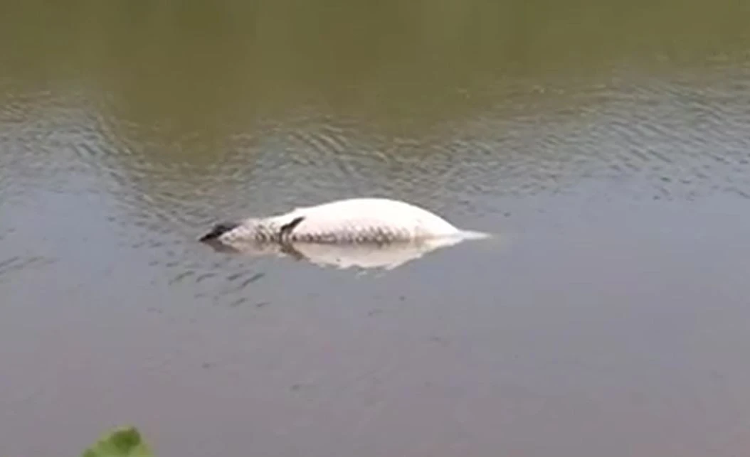 Đi bộ quanh hồ, người đàn ông phát hiện cảnh tượng nổi da gà