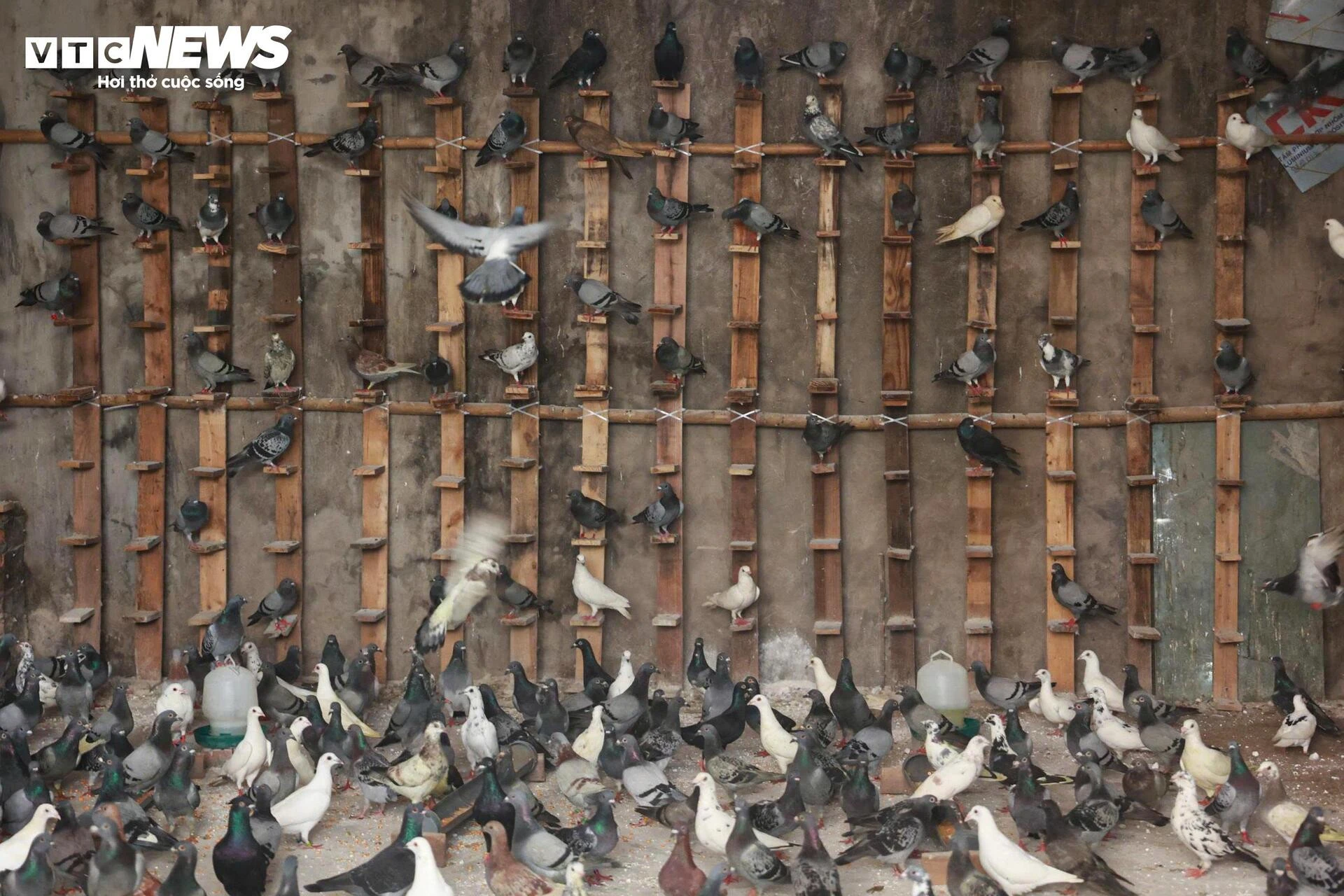 'Khối lông vũ' sẵn sàng tung cánh trên bầu trời Quảng trường Ba Đình ngày 2/9