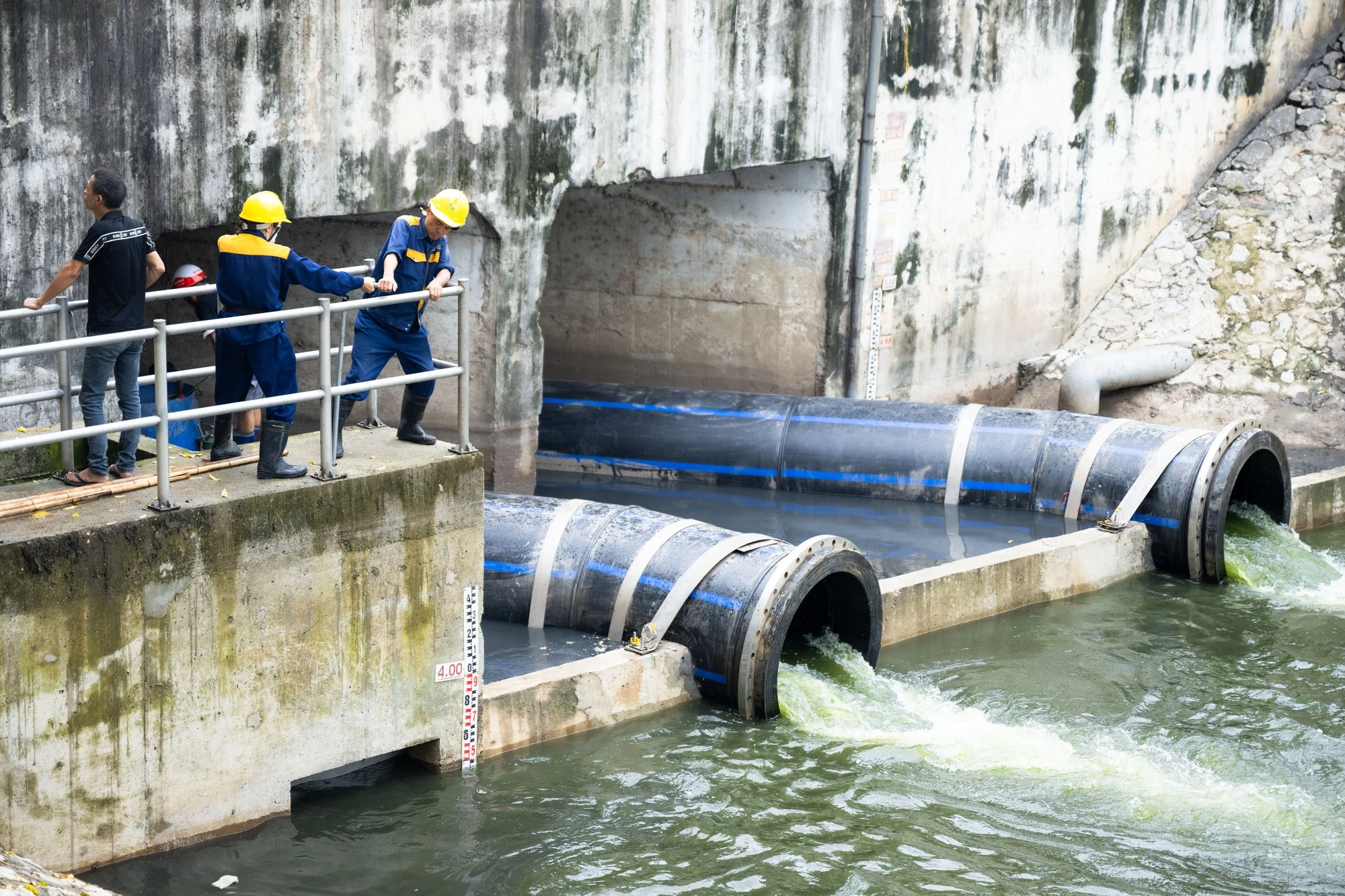 Hiện tượng hiếm thấy: Cá bơi tung tăng từng đàn trên sông Tô Lịch