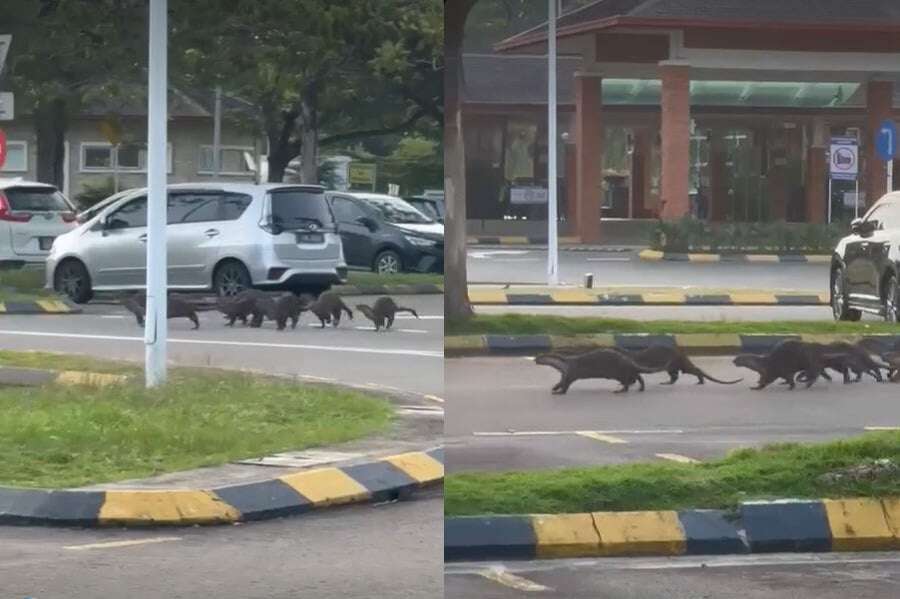 Chạy bộ trong công viên, người phụ nữ có trải nghiệm hãi hùng khi bị 1 loài vật bất ngờ tấn công