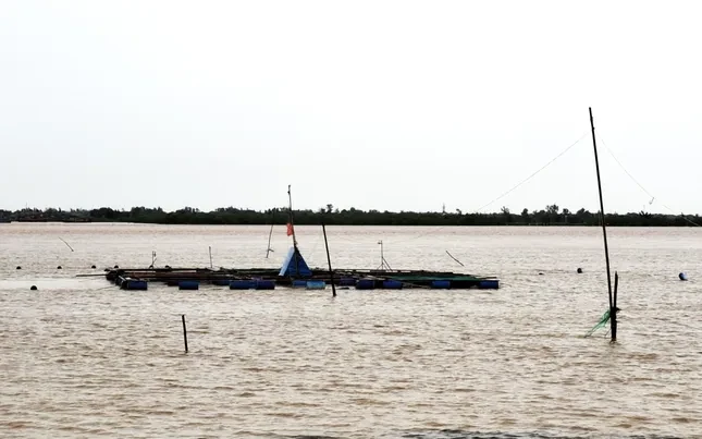 Mưa lũ tại miền Trung diễn biến phức tạp: Cá nuôi chết hàng loạt, người dân mất tiền tỷ