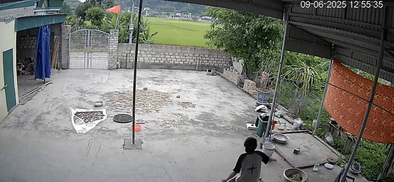 Đang ngồi trong nhà, nữ sinh bất ngờ chạy vụt ra sân khiến dân tình thót tim: Con nhà nông chắc hiểu dữ lắm!