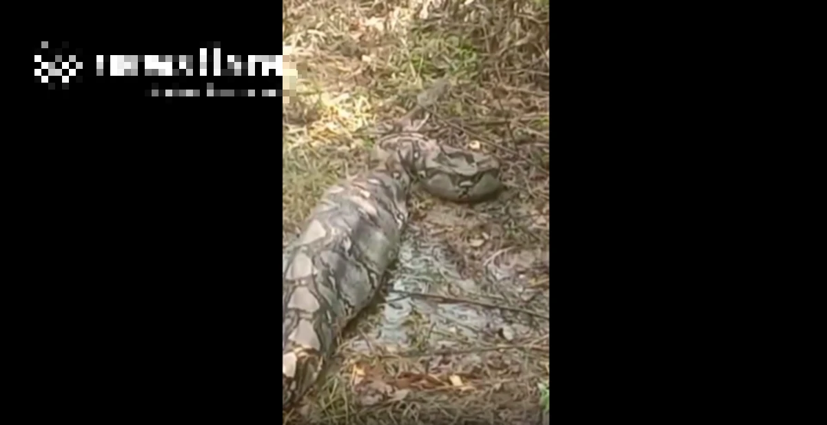 Nhìn ra vườn, người dân phát hiện cảnh tượng nổi da gà