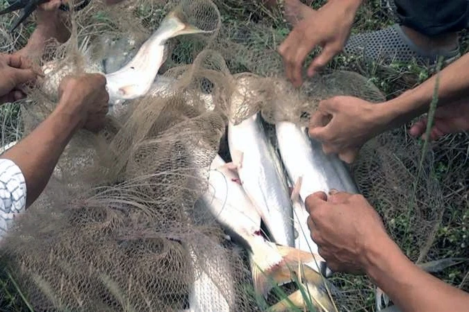 Việt Nam sở hữu ‘kho báu’ dưới lòng sông: Giá lên đến 350.000/kg, thịt thơm ngọt