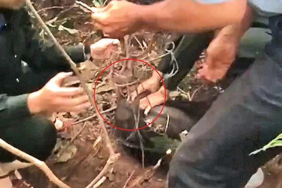 Tham quan bán đảo Sơn Trà, du khách phát hiện khỉ bị mắc vào 