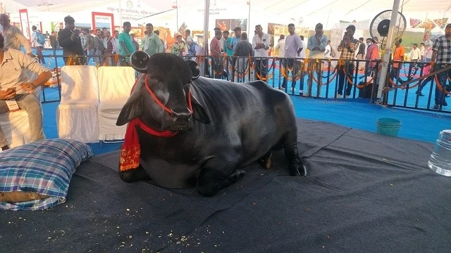 Con trâu màu đen khổng lồ có giá 90 tỷ đồng