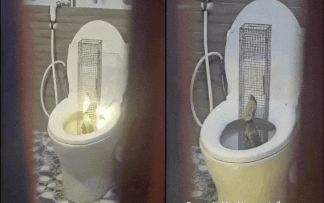 Kinh hãi: Rắn hổ mang dài 1,3m trồi lên từ bồn cầu nhà dân ở Hưng Yên
