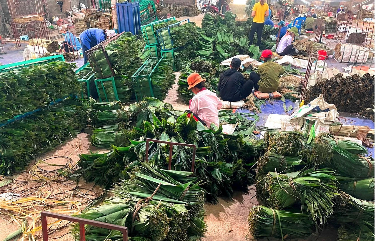 Loại lá trước kia cho không ai lấy, nay được Trung Quốc bao mua: Người dân Phú Thọ “hái ra tiền tỷ”