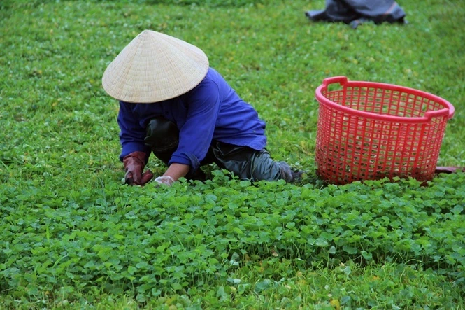 Rau dại mọc bờ ruộng nay thành cây “hái ra tiền”, được ví như sâm xanh: Thu bạc tỷ mỗi năm