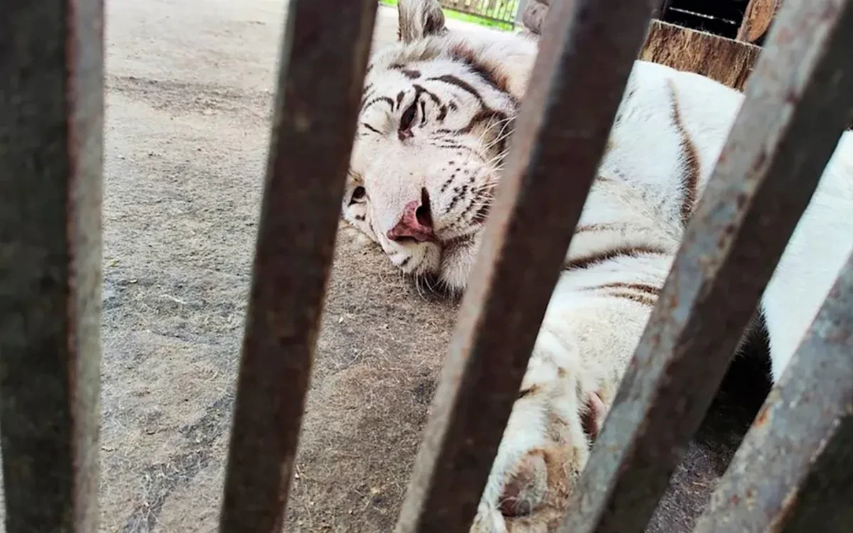 Người truyền cảm hứng cho toàn thế giới về tình yêu động vật bị hổ trắng vồ chết
