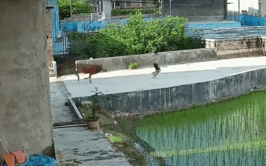 Đang đi dạo, bỗng phát hiện cảnh tượng nổi da gà chàng trai chạy như 