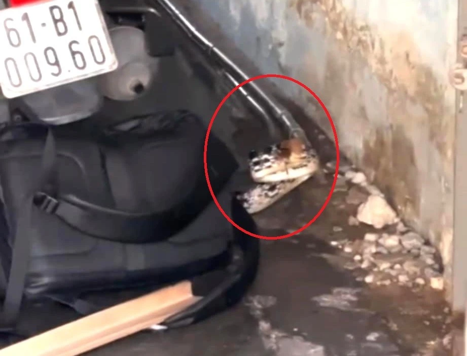 [CLIP] Hoảng hồn khi rắn ‘khổng lồ’ dài cả mét xuất hiện trong nhà dân ở TPHCM