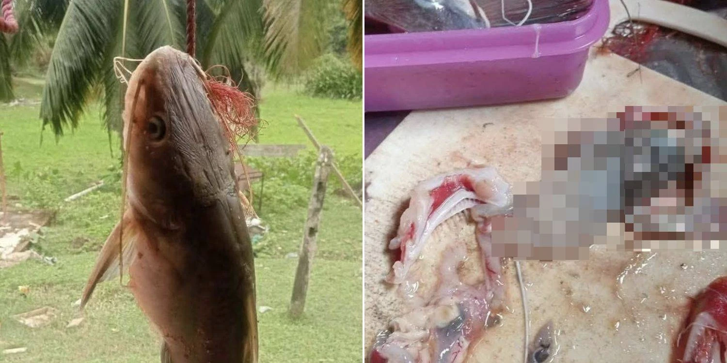Mổ bụng cá trê, ngư dân sốc nặng khi thấy thứ đáng sợ bên trong