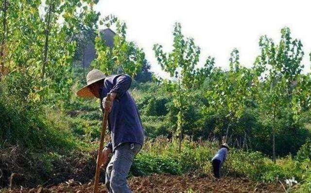 Bị rắn cắn, lão nông vác cuốc trả thù, chẳng ngờ đào được kho báu tầm cỡ quốc gia: Cảnh sát ập đến!