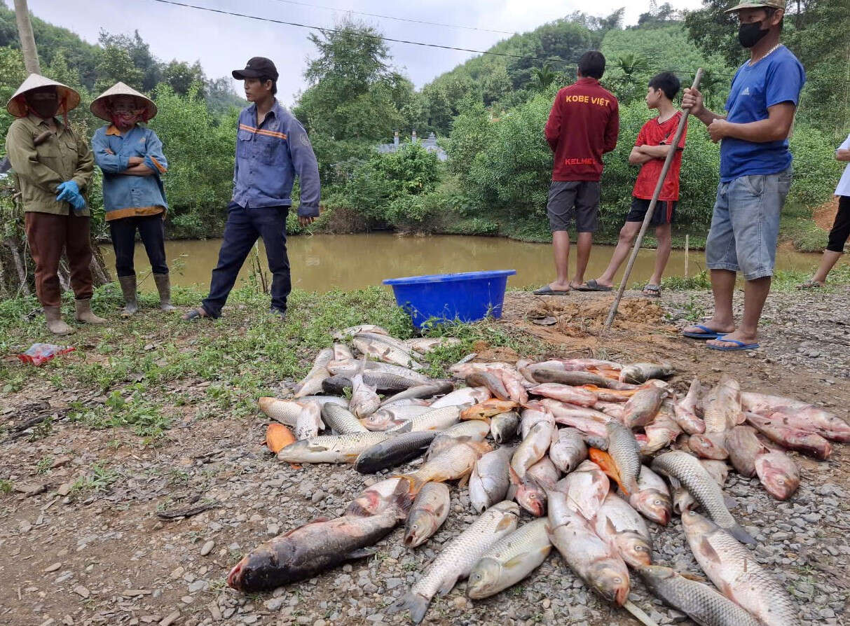 Cá của nhiều hộ dân chết hàng loạt, nghi bị đầu độc bằng hóa chất