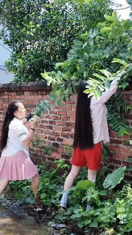 Video: Chu Thanh Huyền - vợ Quang Hải hái trộm ổi, lộ tính cách thật, còn đâu hình tượng nữ tổng tài dát hàng hiệu!