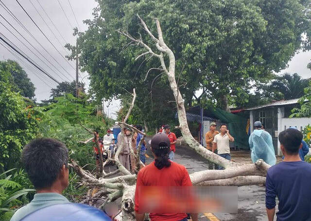 Bạc Liêu: Cây phượng đổ đè 1 nam thanh niên bị thương nặng