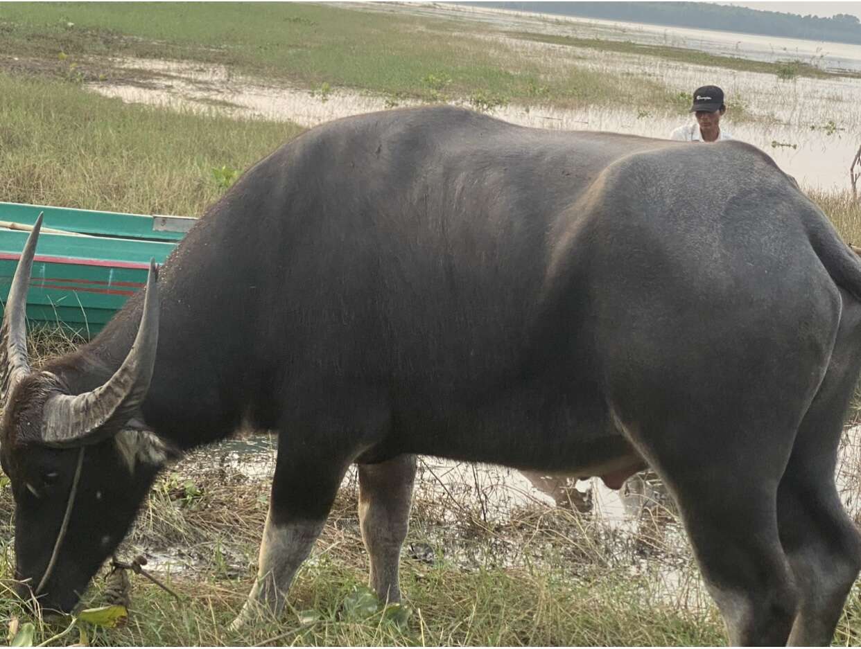 Bất ngờ với hành vi của người đàn ông chạy xe bán tải