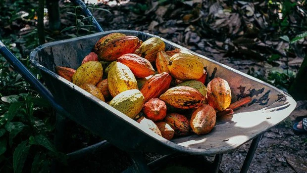 Từ cây cacao đến socola chỉ trong 60 ngày - Hành trình kỳ diệu của dòng socola trung hòa carbon tại Việt Nam