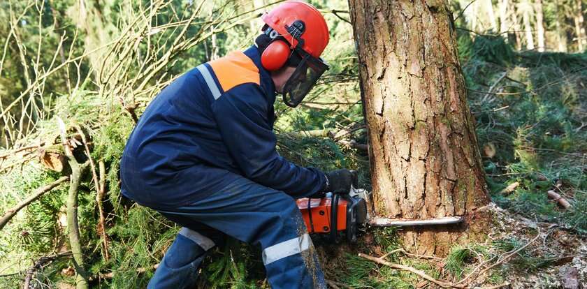 Wycinka drzew na własnej działce w 2023 r. Nadchodzą zmiany