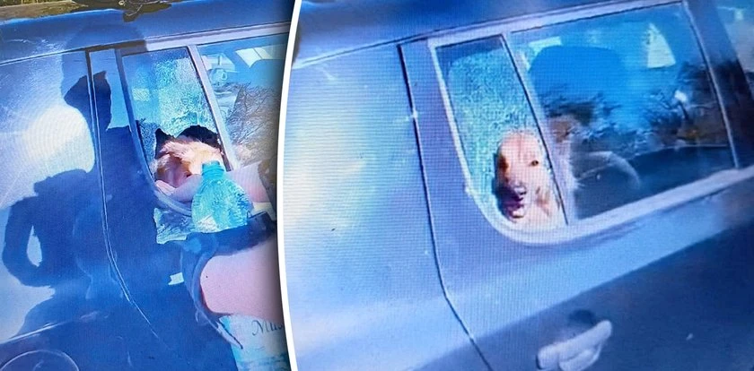 Dlaczego ten pies konał w aucie? Policjanci nie mieli wyboru
