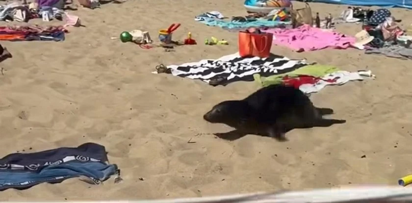 Zaskakujące spotkanie nad Bałtykiem. Plażowiczów odwiedził niezwykły gość