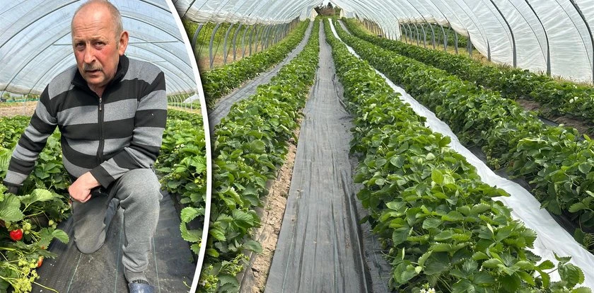 Plantator truskawek zdradza, ile płaci pracownikom. Zbierają same emerytki