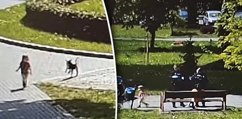 3-latka omal nie zginęła pod kołami aut. Matka przyznała, że... 