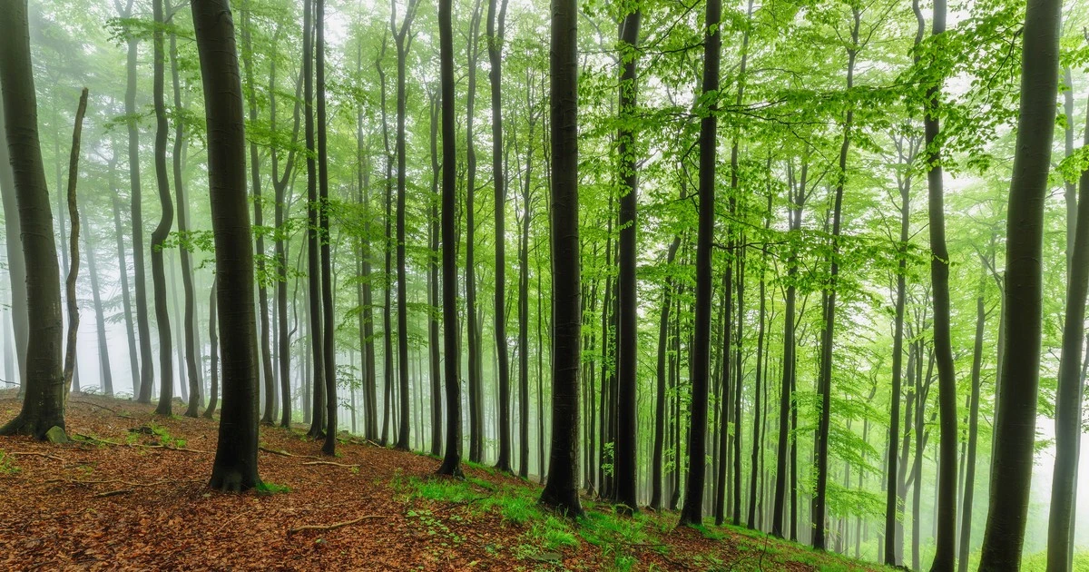 Tatrzański Park Narodowy rośnie po 30 latach. Kupiono wyjątkowy teren. Turyści skorzystają?