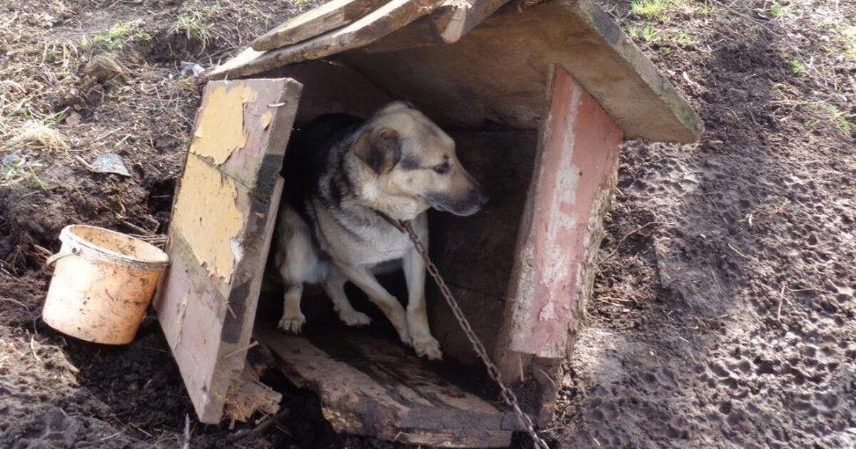 Stop łańcuchom. Prawo, które może odmienić los zwierząt w Polsce