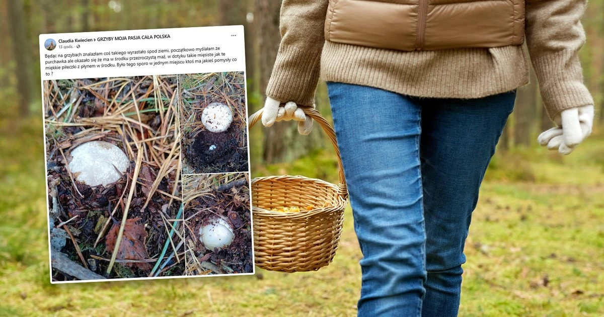 Natknęła się w lesie na coś takiego. To jeden z najbardziej kontrowersyjnych grzybów