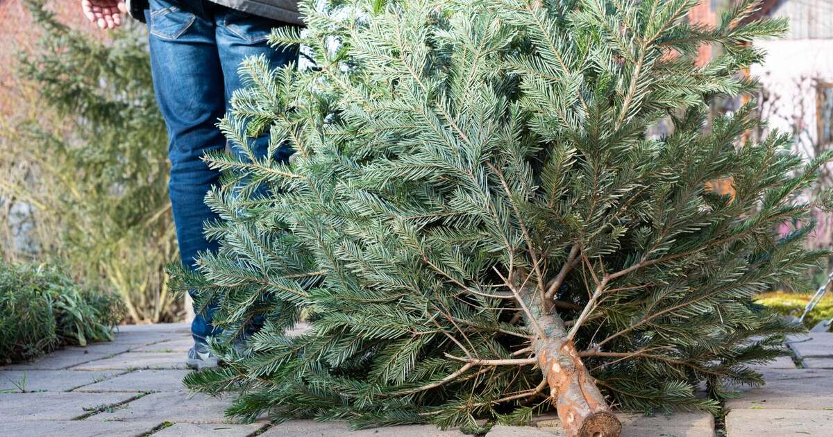 Kupujesz choinkę? Sprawdź, jak nie wnieść z nią do domu robaków