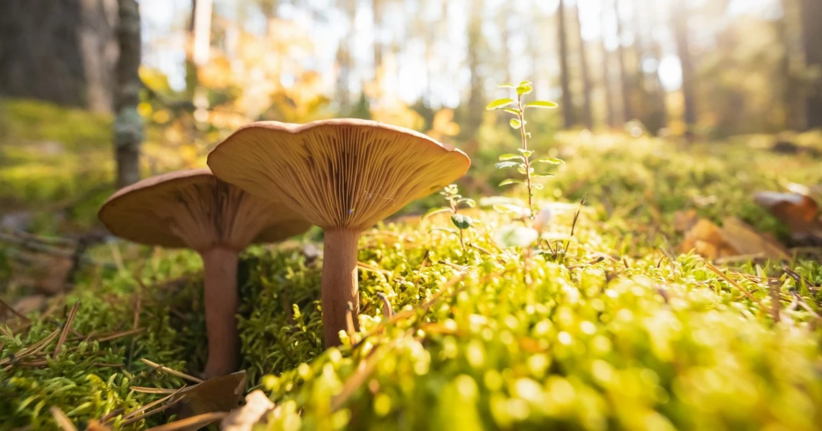 Kiedyś przysmak, dziś 