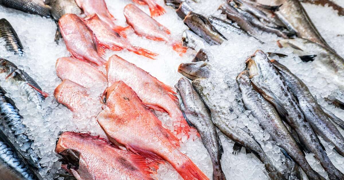 Mrożone ryby lepsze od świeżych? Zaskakujące wnioski naukowców