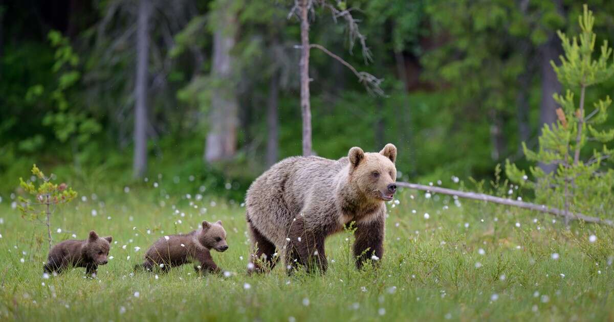 Chwile grozy na Słowacji. Grzybiarz zaatakowany przez niedźwiedzicę