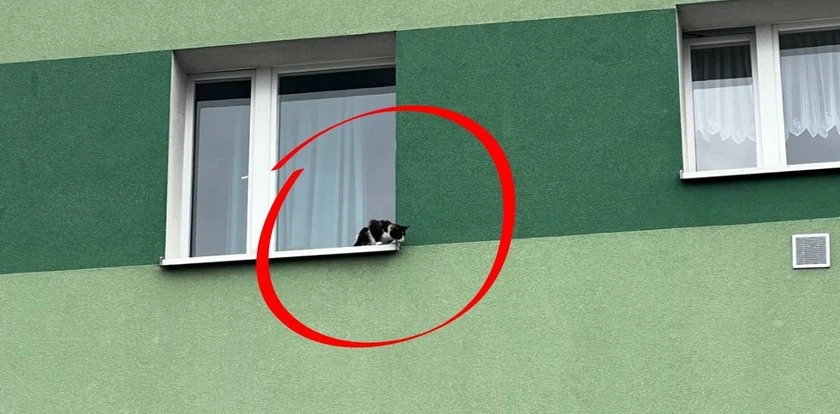 Kotek na parapecie! Sąsiedzi w panice, służby w akcji, a finał? Właściciele nie mieli powodów do radości