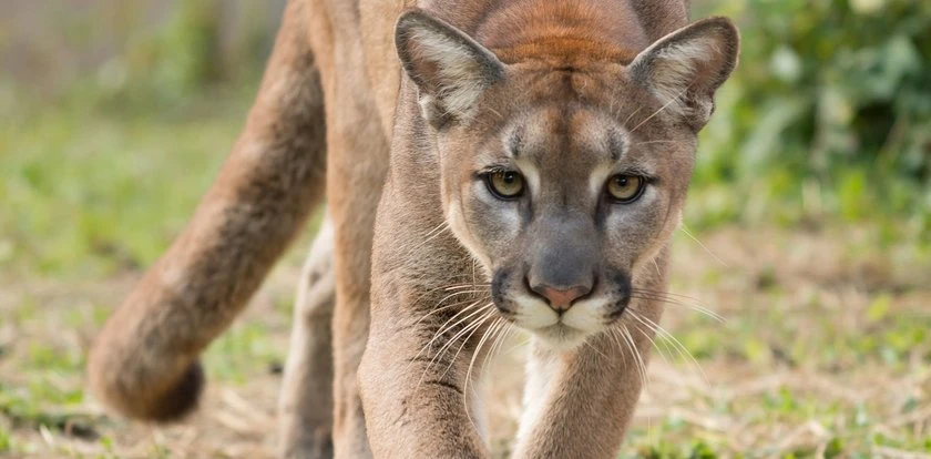 Puma zaatakowała dziecko, potem goniła matkę i rodzeństwo! Uratowała je szybka decyzja