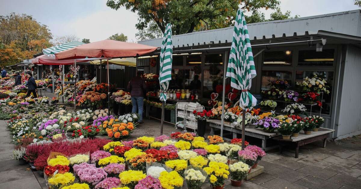 Wszystkich Świętych już blisko. Tyle zapłacimy za popularne kwiaty