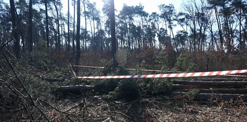 Tragedia przy wycince drzew. Nie żyje 51-latek