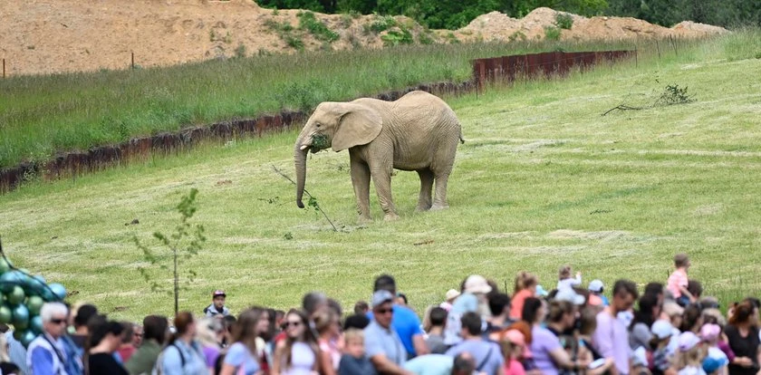 Dramat na oczach odwiedzających w zoo. Słoń zabił słonicę. 