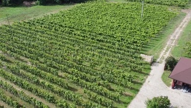 Z wizytą w winnicy. Jak wygląda produkcja wina w Polsce?