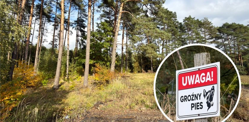 Psy spod Zielonej Góry już wcześniej atakowały ludzi. Do redakcji zgłosiła się jedna z ofiar