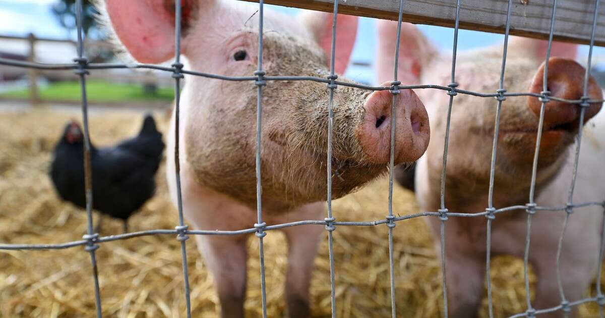 Ptasia grypa H5N1 zarejestrowana u świni w USA