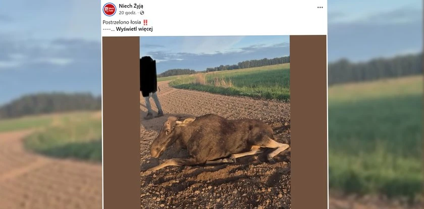 Koszmar w polu kukurydzy. Konała cała noc. Gdy przekręcili ją na bok, dokonali szokującego odkrycia