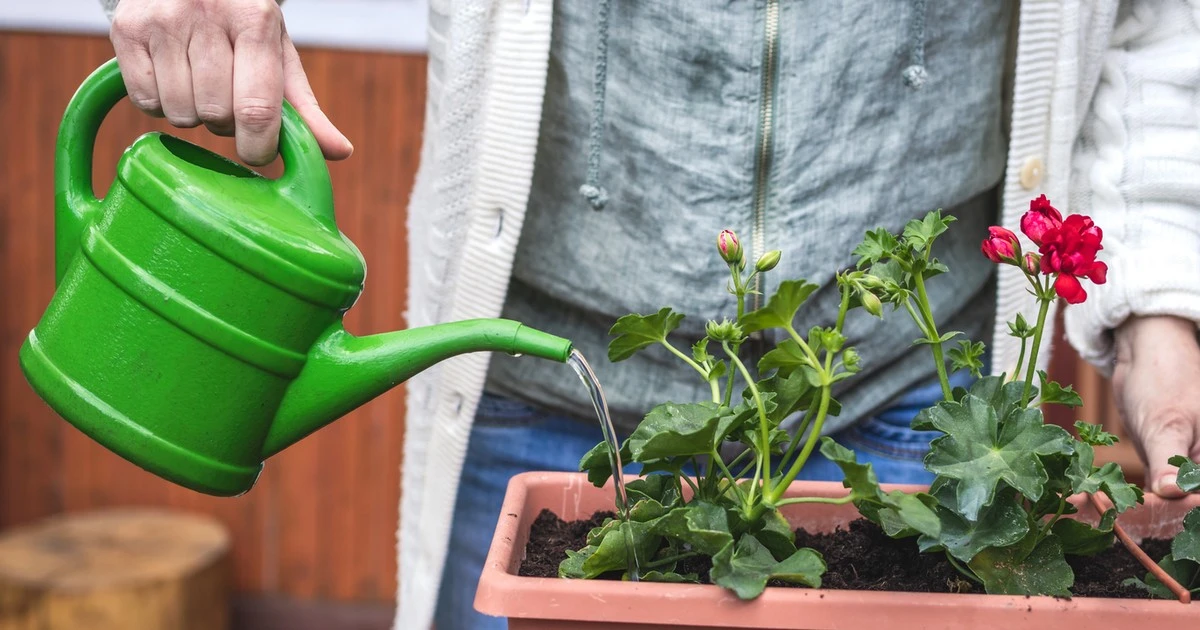 Wyciskam, zalewam wodą i odstawiam. Pelargonie znów są obsypane kwiatami