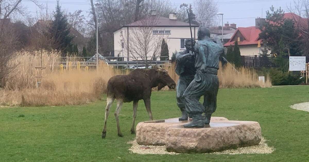 Łoś w parku pod Warszawą. Oglądał pojedynek Wołodyjowskiego z Bohunem [ZDJĘCIA]