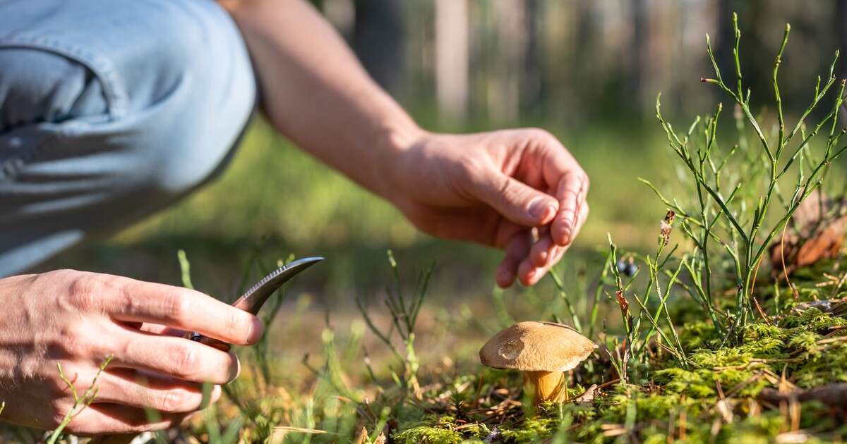 Na tych terenach lepiej nie zbierać grzybów. Ekspert apeluje