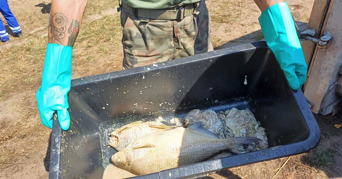 Złota alga pochłonęła tu 110 ton ryb. 