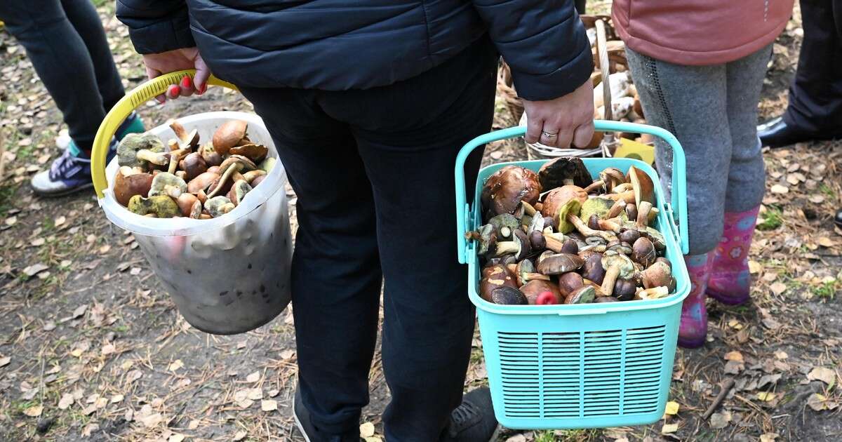 Tak Polacy zbierają grzyby. Karteczki z rezerwacjami to dopiero początek