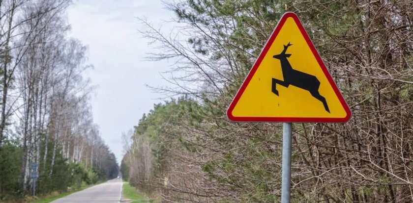 Uważaj na leśne zwierzęta na drodze! Spotkanie może być bardzo niebezpieczne